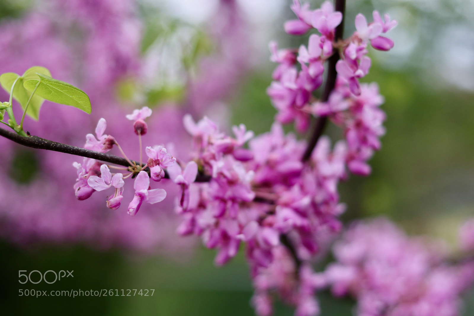 Canon EOS 80D sample photo. Redbud1 photography