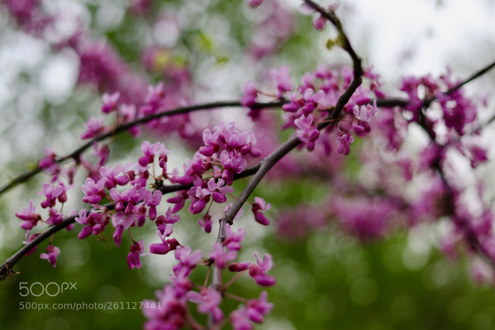 Canon EOS 80D sample photo. Redbud2 photography