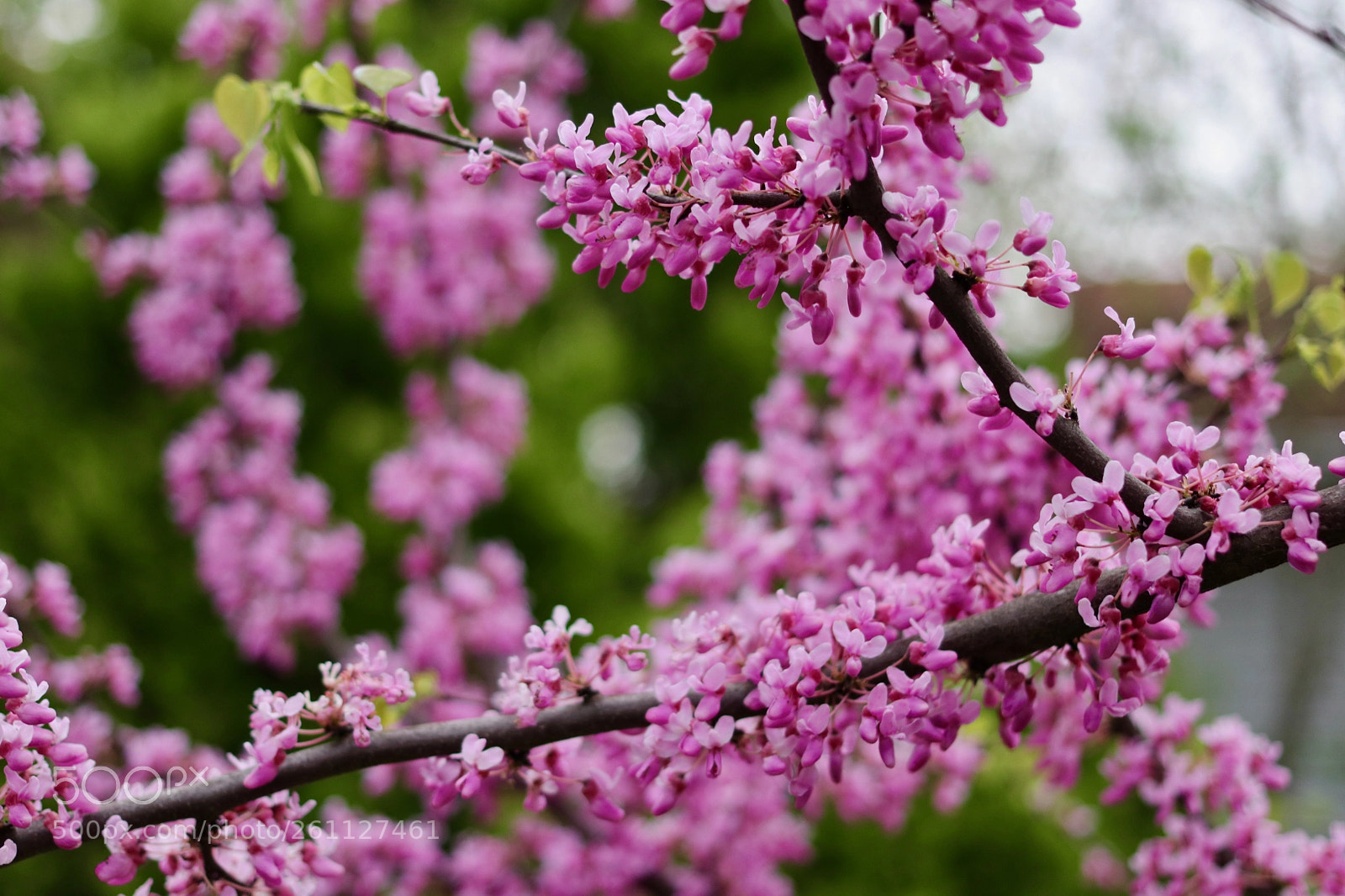 Canon EOS 80D sample photo. Redbud3 photography