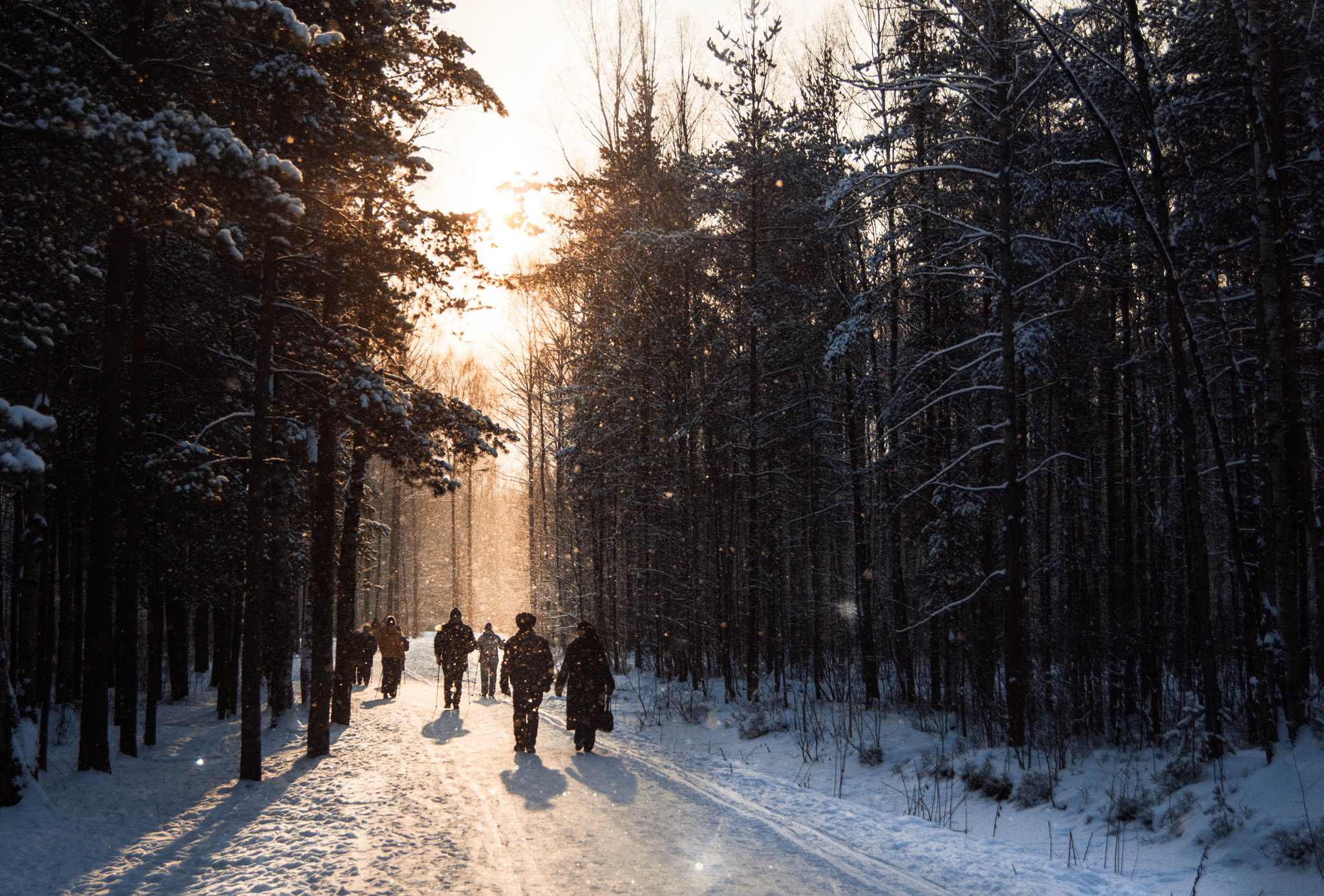 Sony Alpha DSLR-A290 sample photo. Winter photography