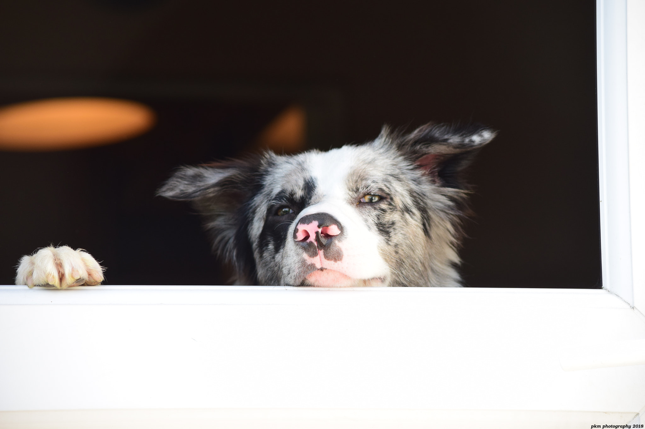Nikon D3300 sample photo. Not allowed out ! photography