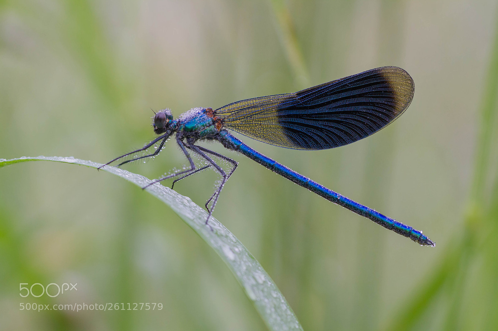Canon EOS 7D sample photo. Just another banded demoiselle photography