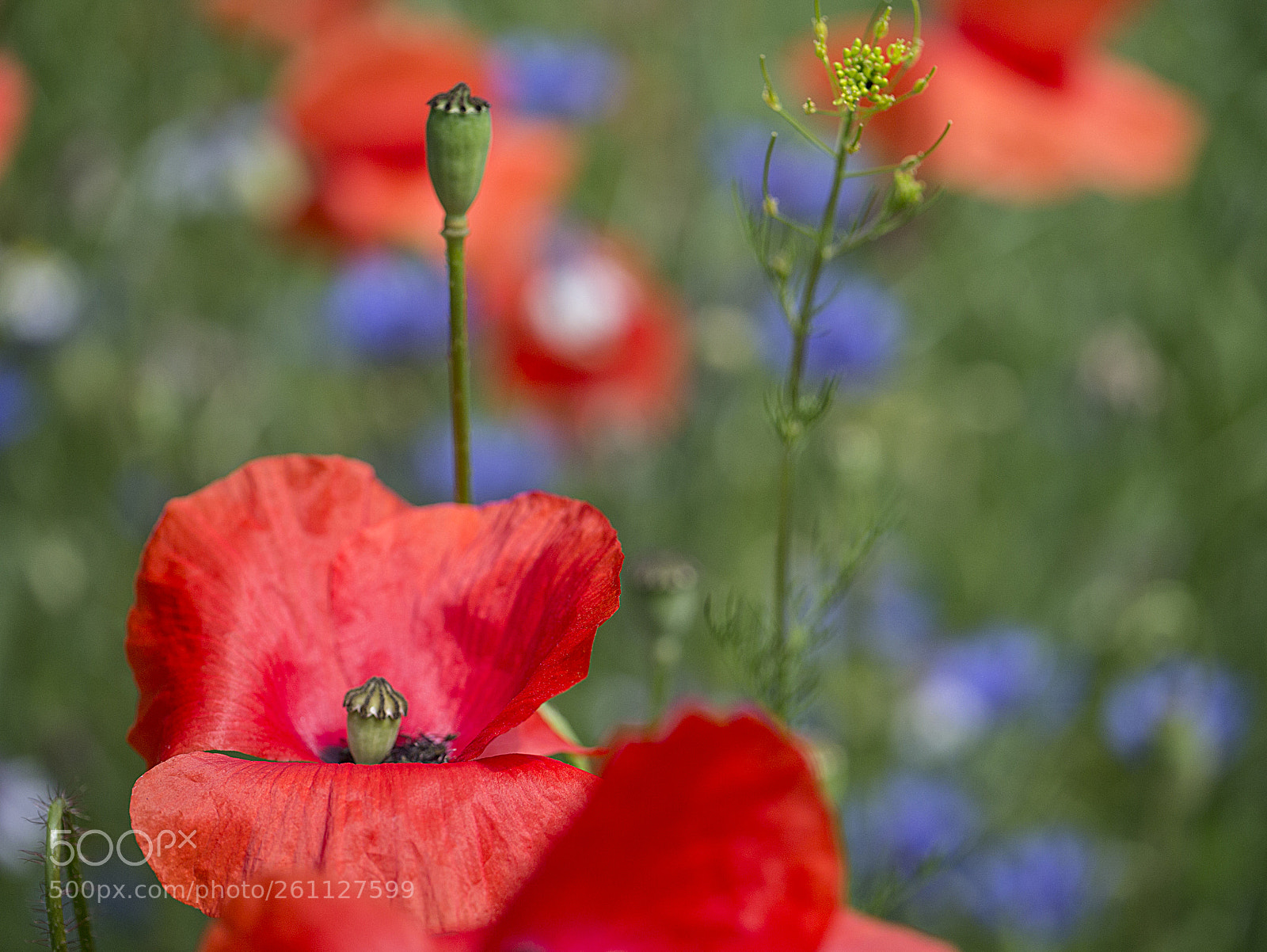 Panasonic Lumix DMC-G3 sample photo. Klatschmohn photography