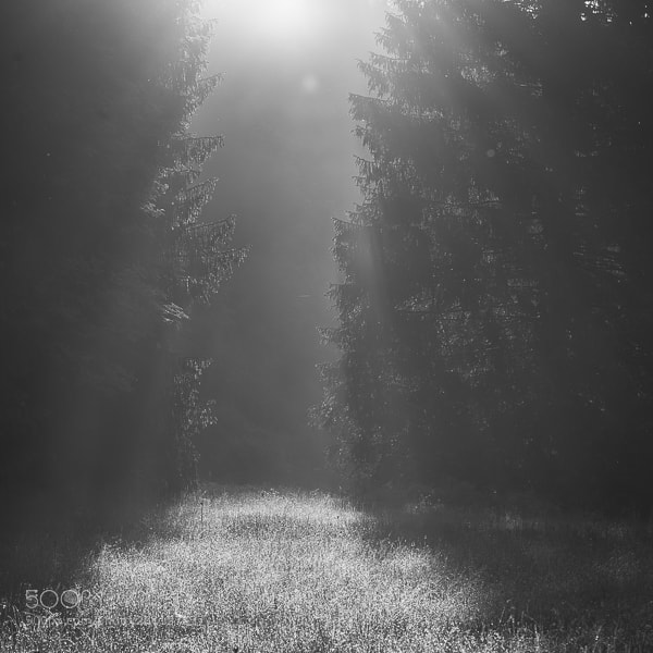Canon EOS 5D Mark II sample photo. Light in the dark photography