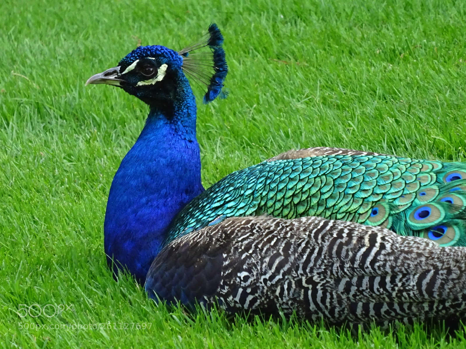 Sony DSC-HX60 sample photo. Blue peacock photography