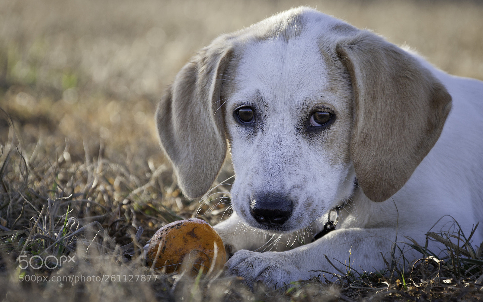 Canon EOS 5D Mark II sample photo. "monkey" photography