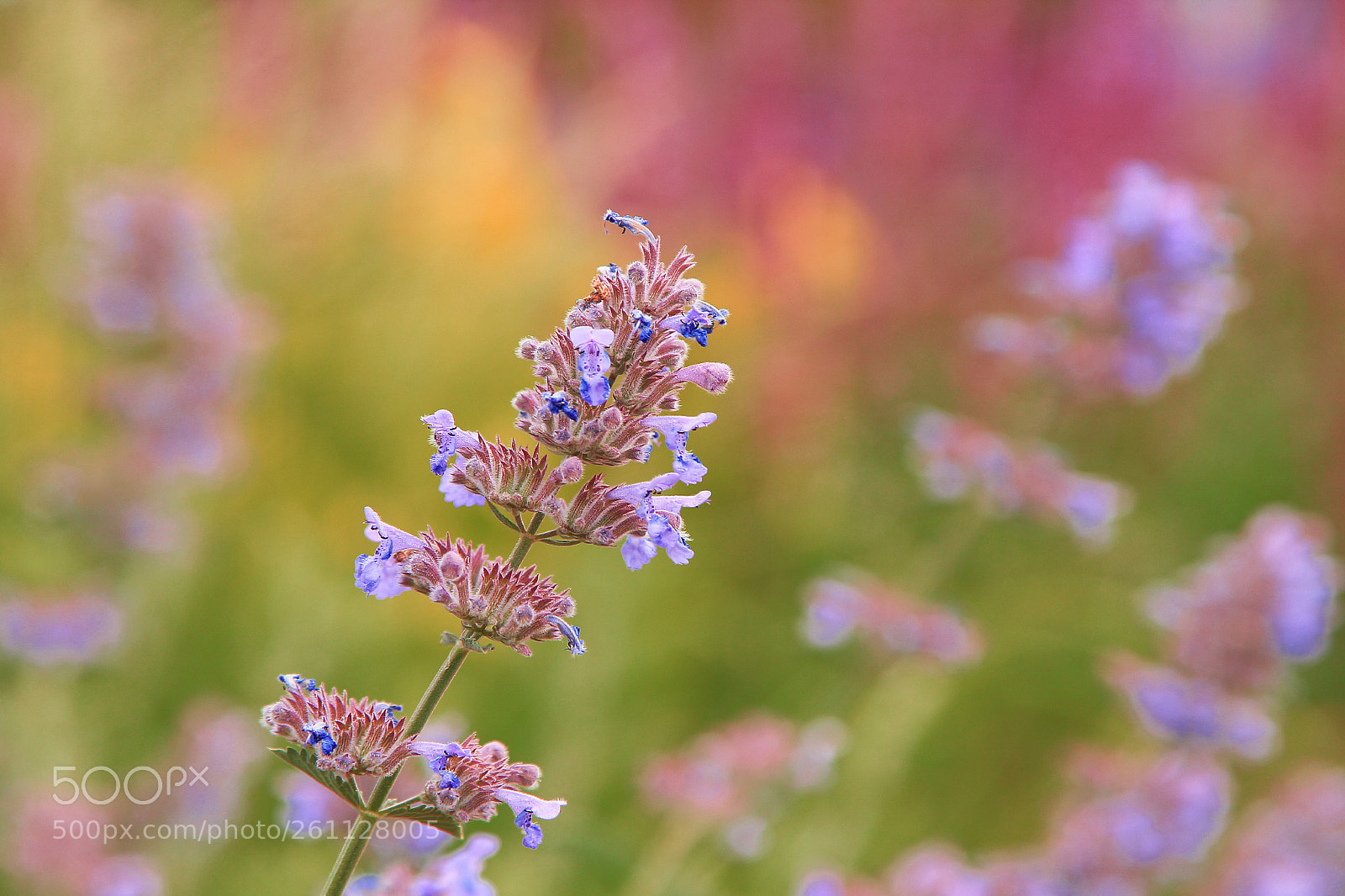 Canon EOS 60D sample photo. In the field photography