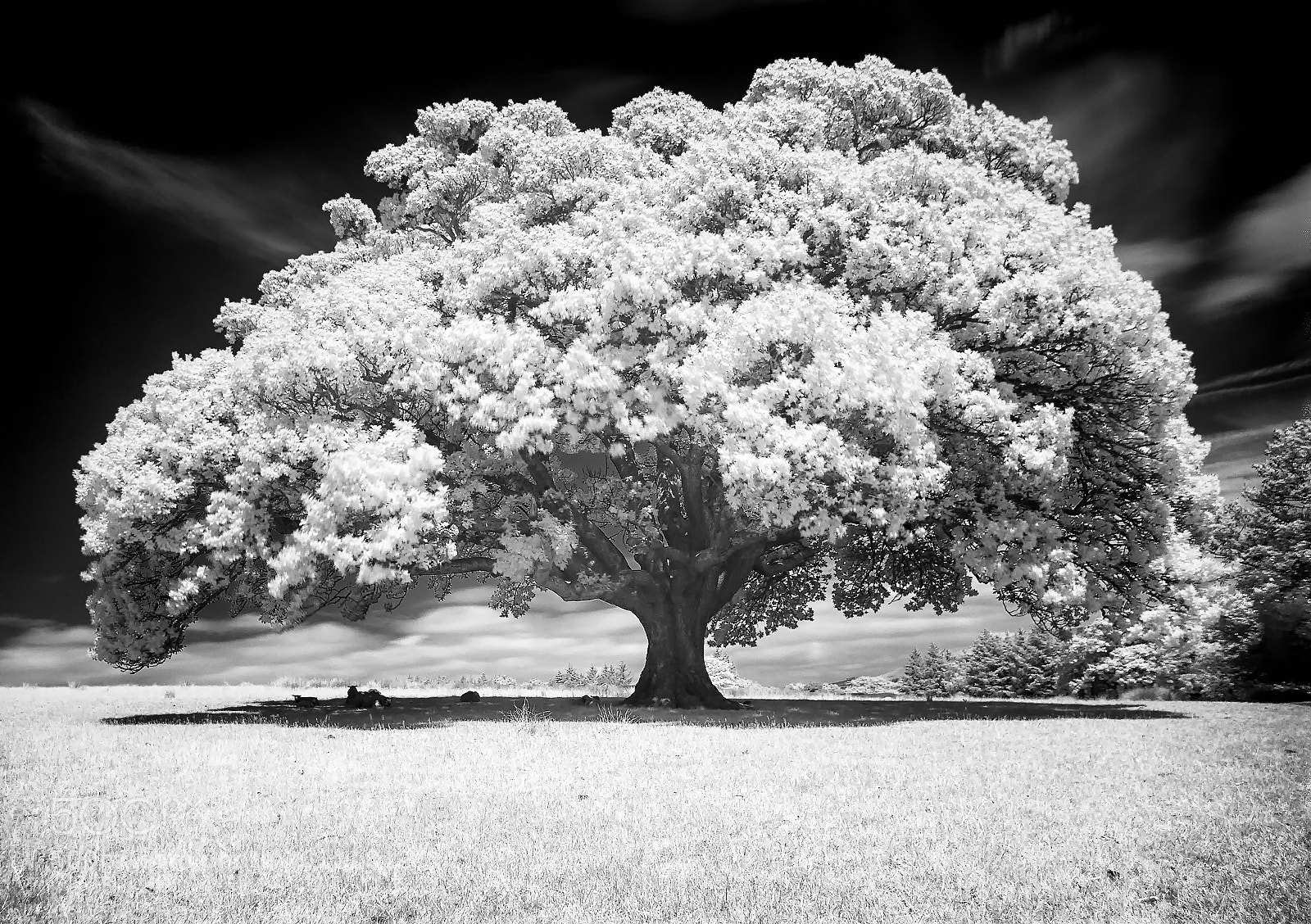 Nikon D200 sample photo. Oak tree infared 720nm photography