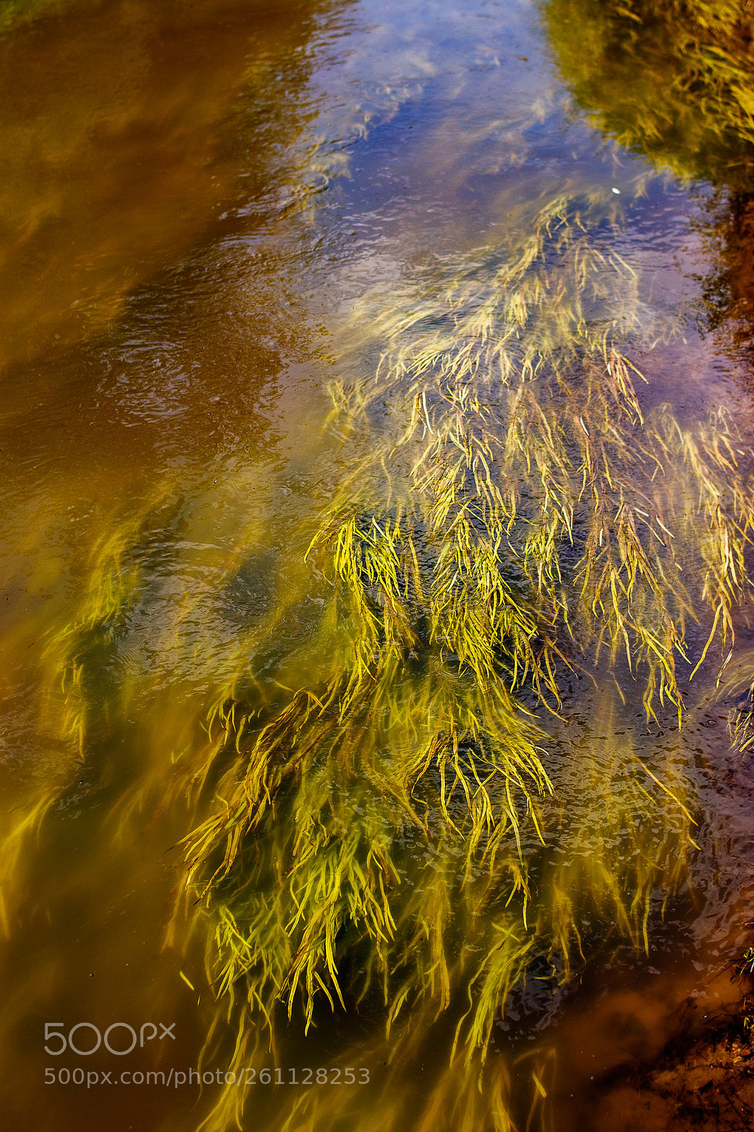 Canon EOS 200D (EOS Rebel SL2 / EOS Kiss X9) sample photo. Either seaweed or uncle photography