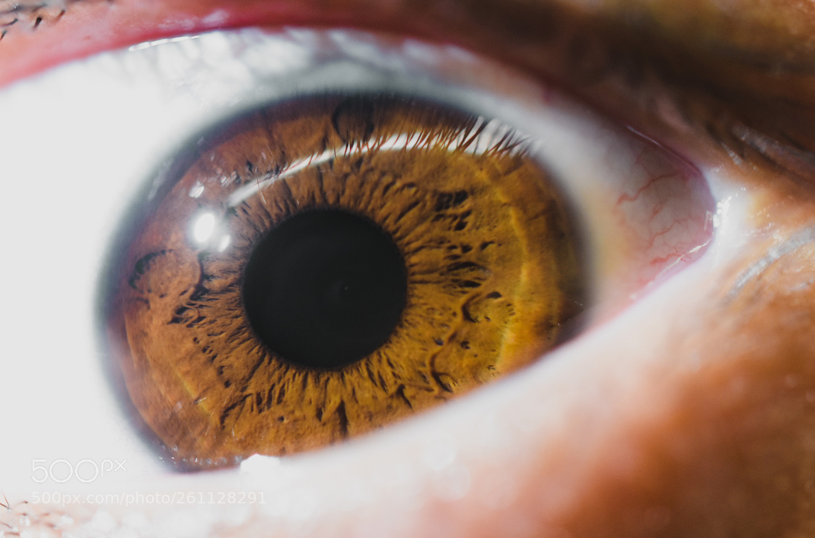 Nikon D3400 sample photo. Macro shot photography
