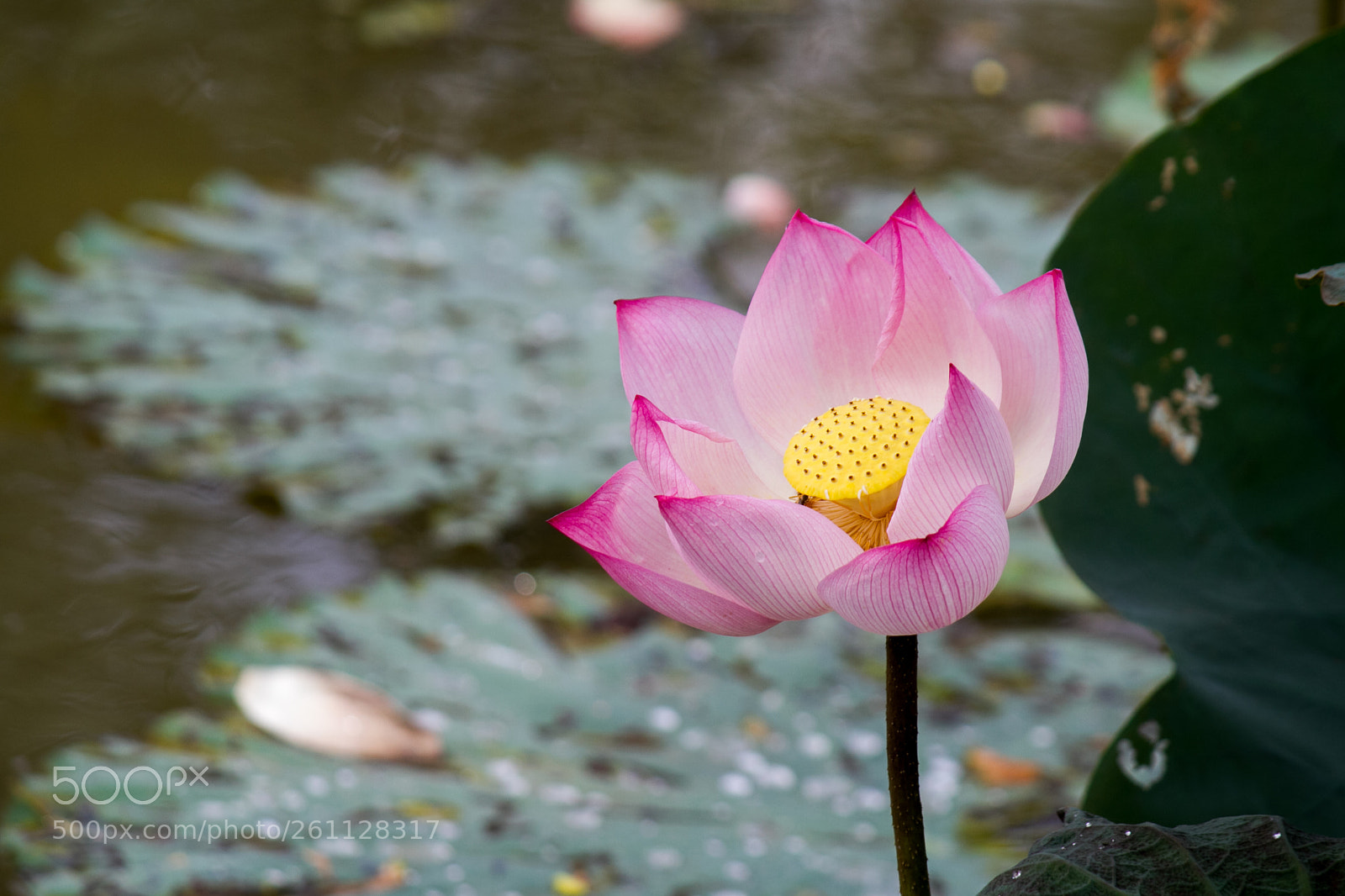 Canon EOS 7D sample photo. Lotus photography