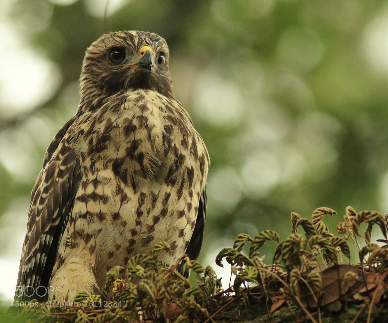 Canon EOS 70D sample photo. Quizzical little hawk photography