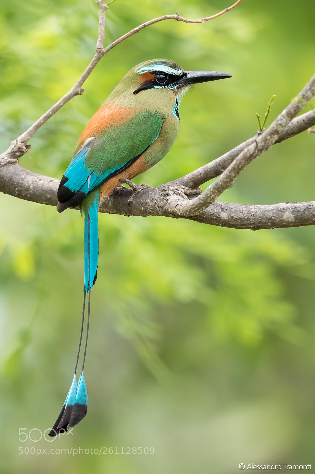 Canon EOS 5D Mark IV sample photo. Turquoise-browed motmot photography