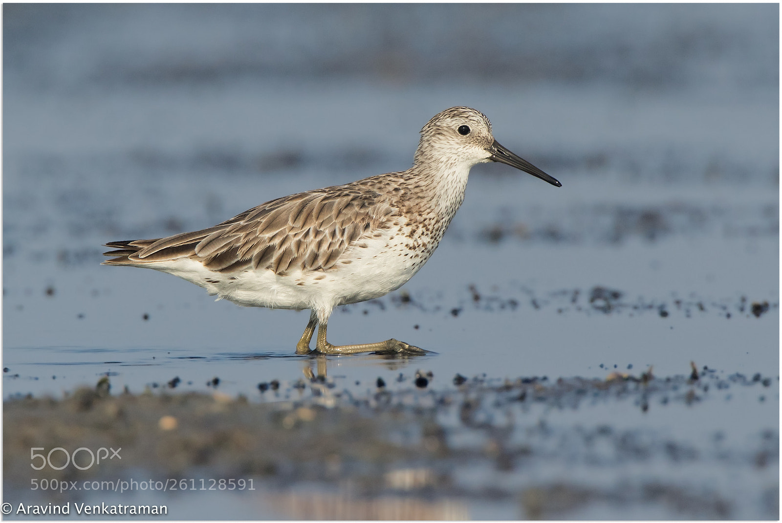 Canon EOS 7D Mark II sample photo. Great knot photography