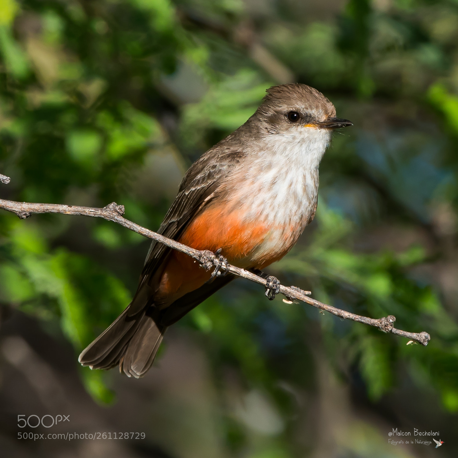 Nikon D810 sample photo. Mbs photography