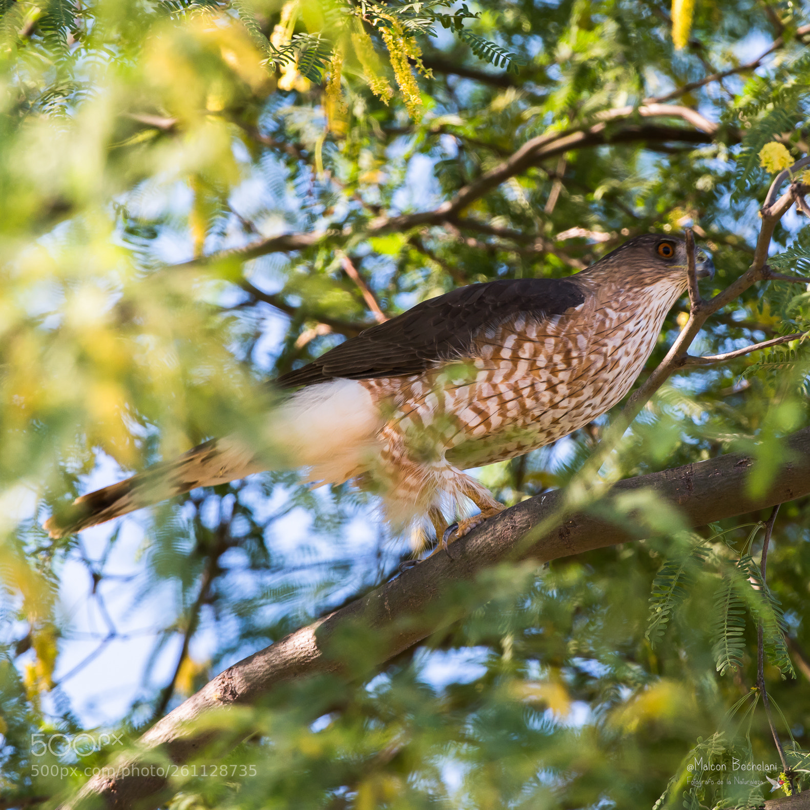 Nikon D810 sample photo. Mbs photography