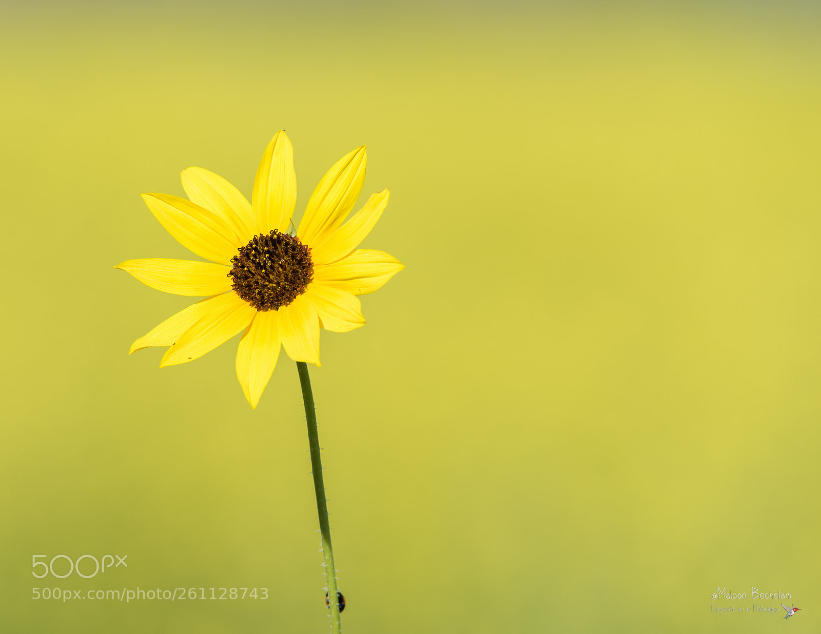 Nikon D810 sample photo. Mbs photography