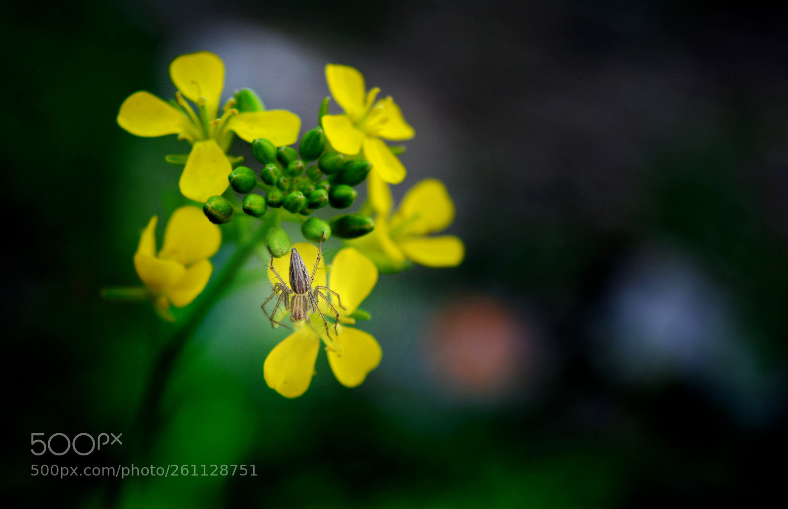 Nikon D5200 sample photo. Flora and fauna photography