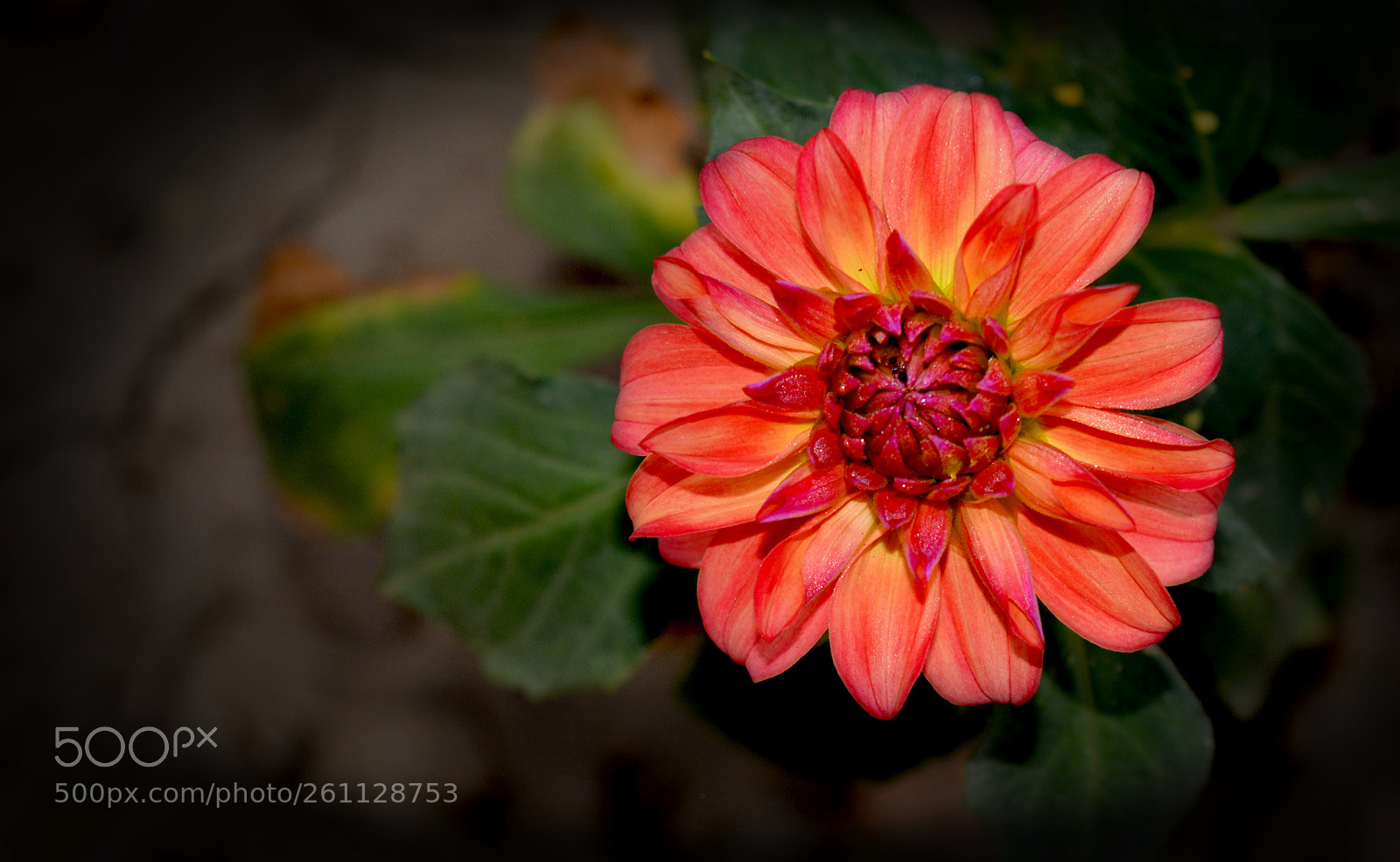 Nikon D5200 sample photo. Dahlia flower photography