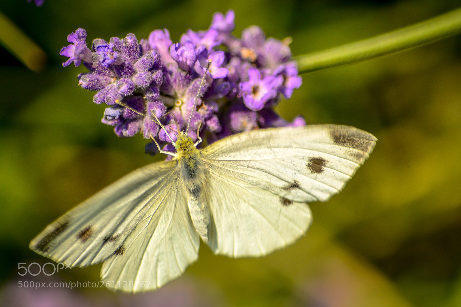 Nikon D7100 sample photo. Schmetterling bei der arbeit photography