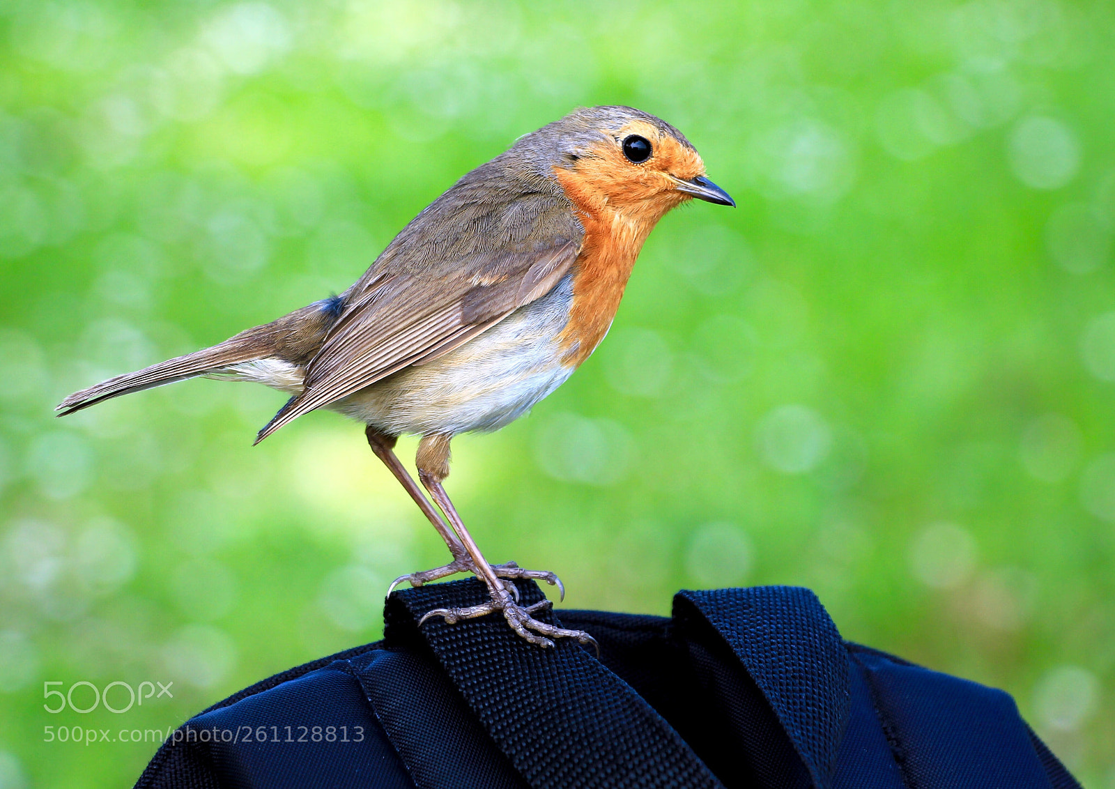 Canon EOS 550D (EOS Rebel T2i / EOS Kiss X4) sample photo. Backpack robin photography