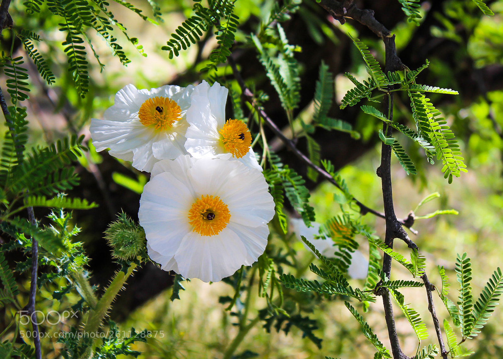 Canon EOS 600D (Rebel EOS T3i / EOS Kiss X5) sample photo. Img photography