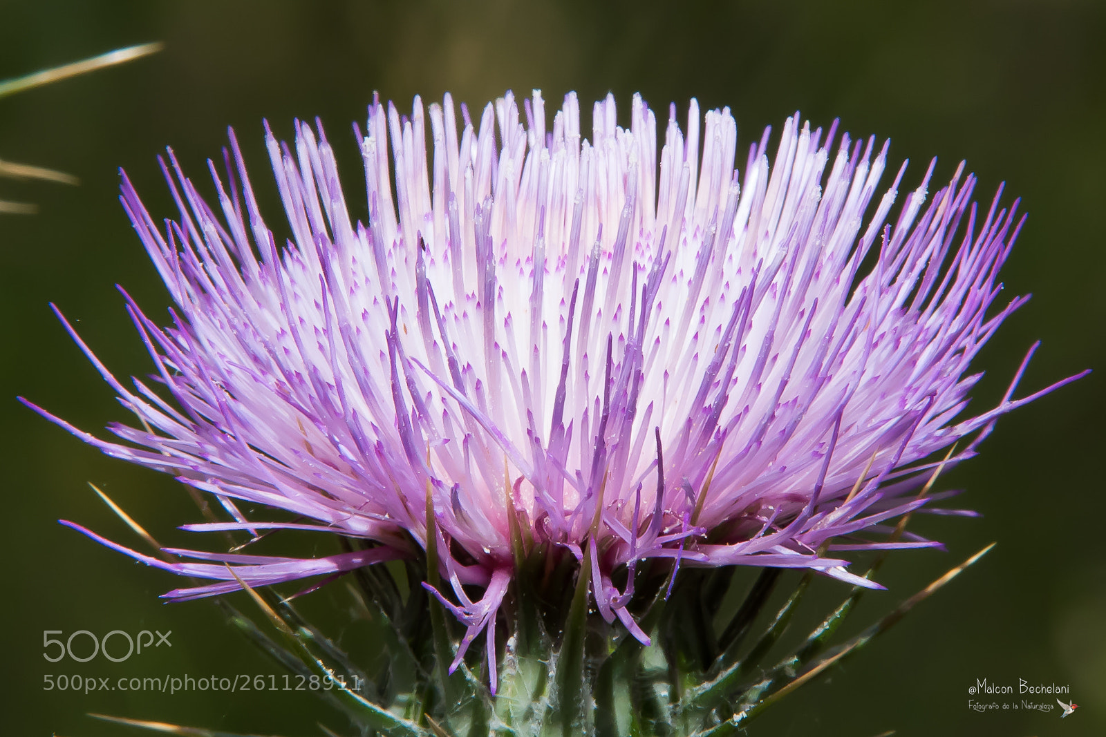 Nikon D810 sample photo. Mbs photography