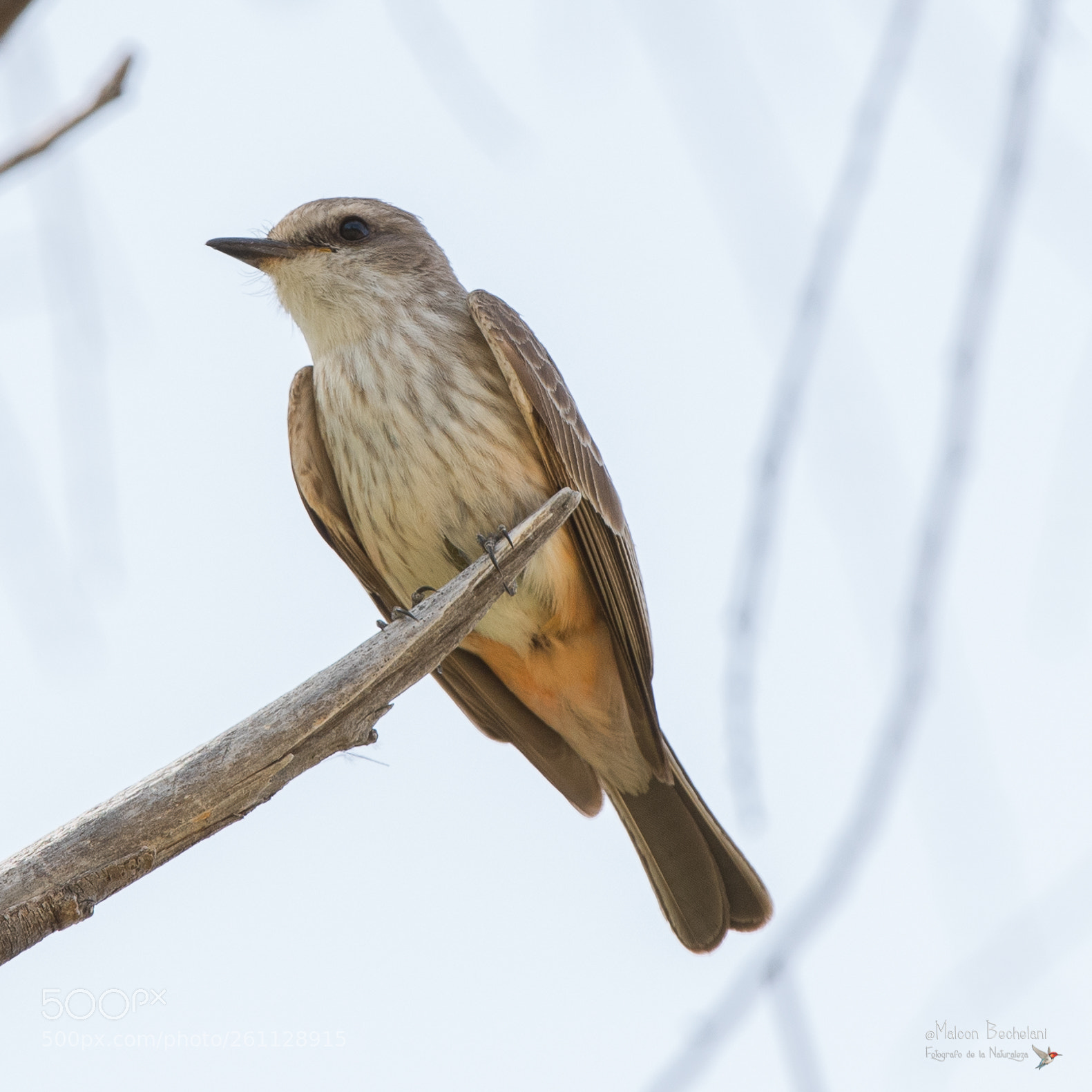 Nikon D810 sample photo. Mbs photography