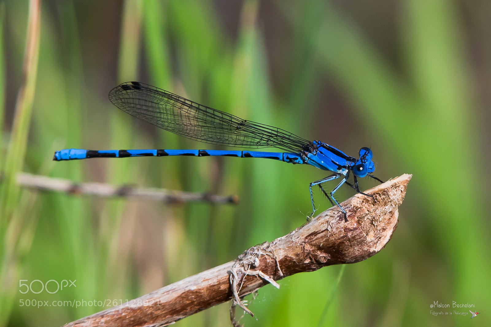 Nikon D810 sample photo. Mbs photography