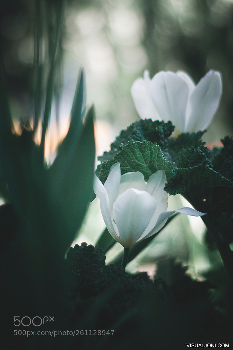 Canon EOS 7D sample photo. White tulips photography
