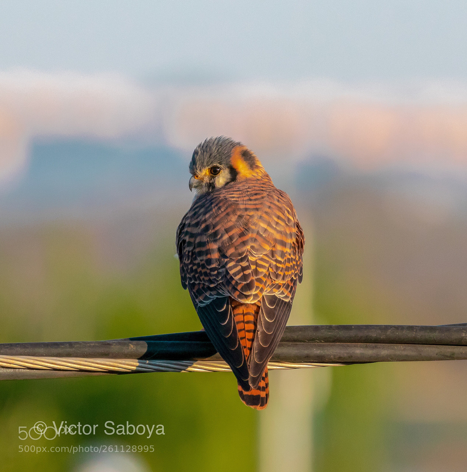 Canon EOS 80D sample photo. Falco sparverius, american kestrel photography