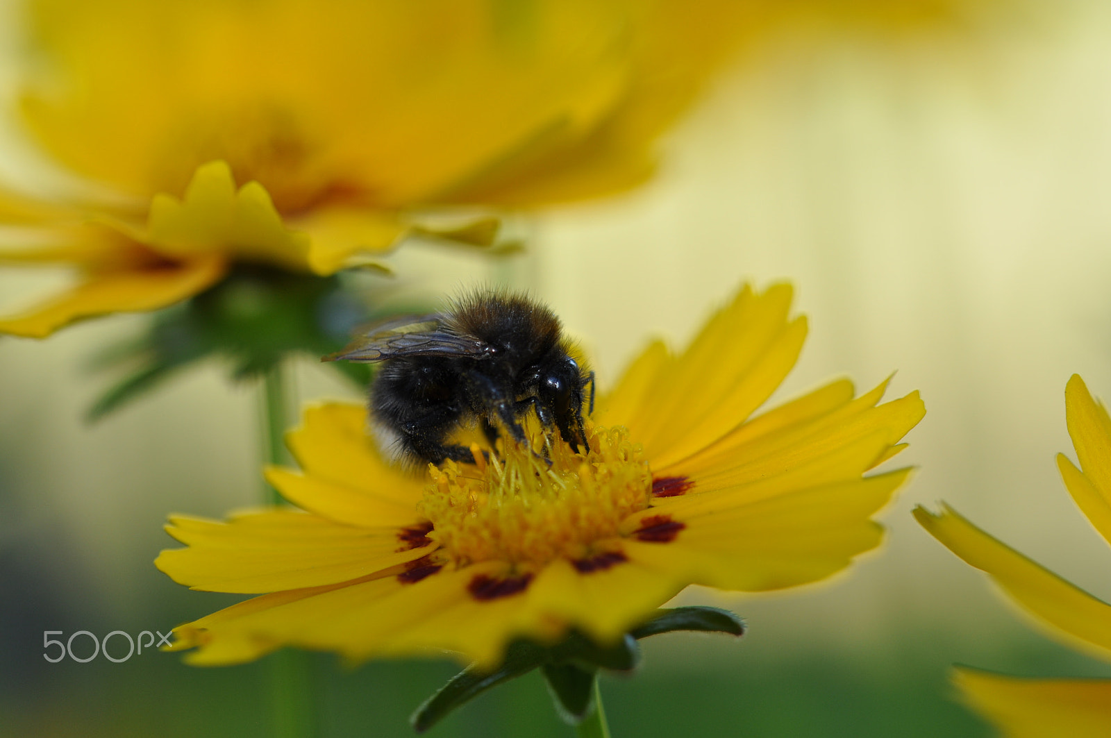 Sigma 105mm F2.8 EX DG OS HSM sample photo. Summ summ photography