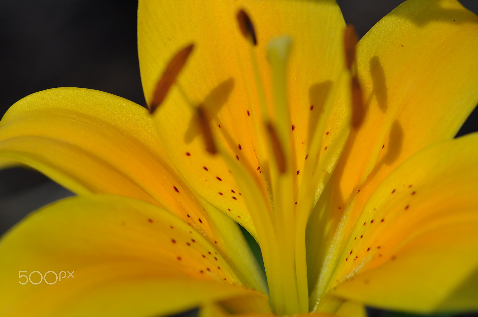 Sigma 105mm F2.8 EX DG OS HSM sample photo. Flower photography