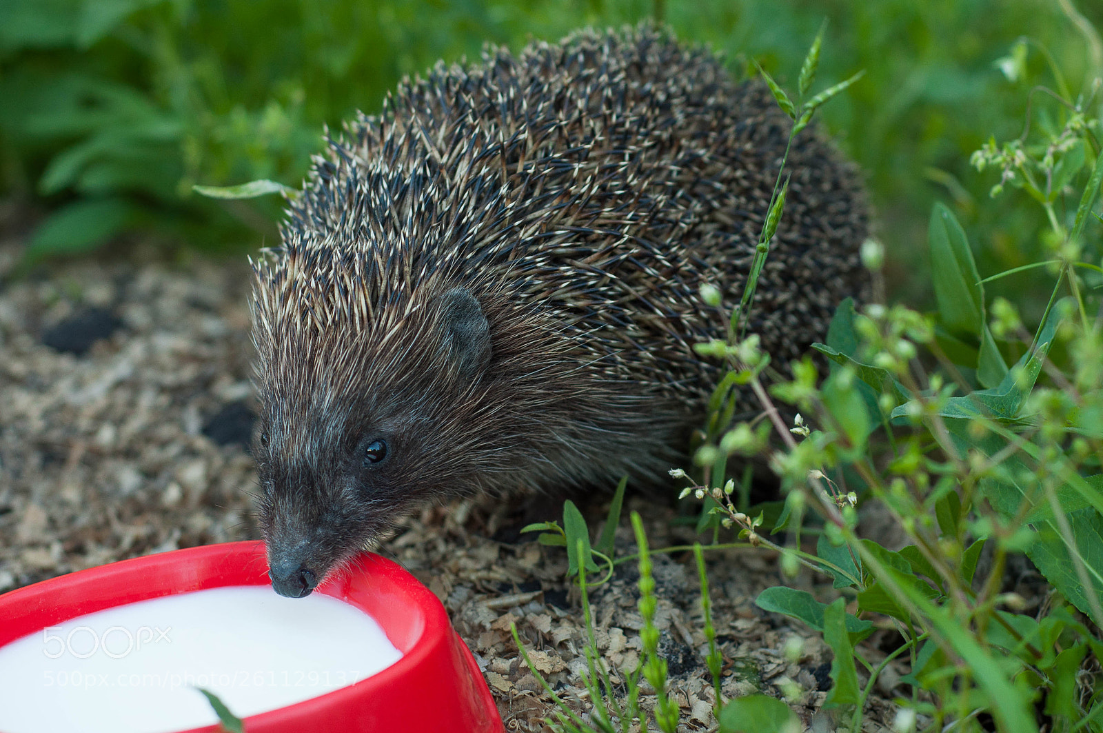 Nikon D90 sample photo. Hedgehog photography