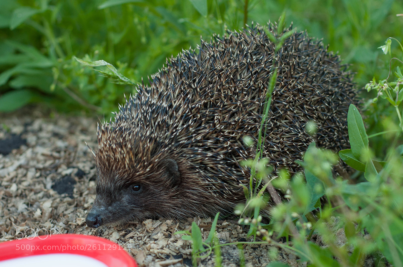 Nikon D90 sample photo. Hedgehog photography