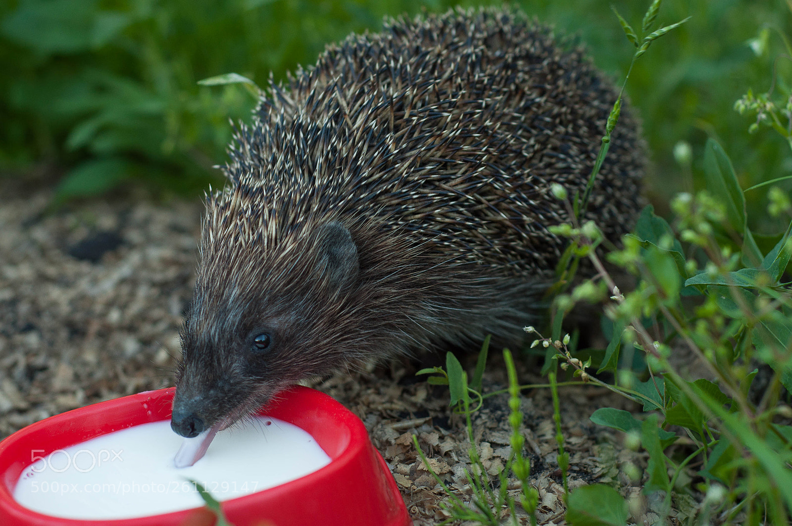 Nikon D90 sample photo. Hedgehog photography
