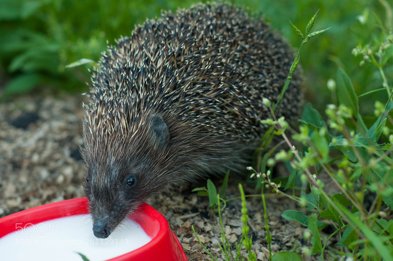 Nikon D90 sample photo. Hedgehog photography