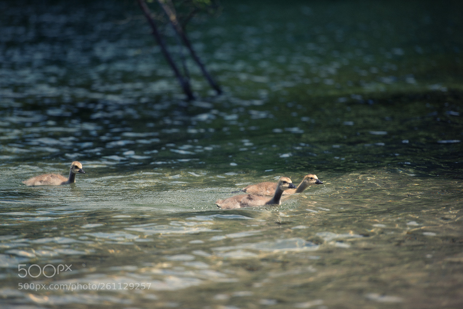 Nikon D800 sample photo. Must been a race photography