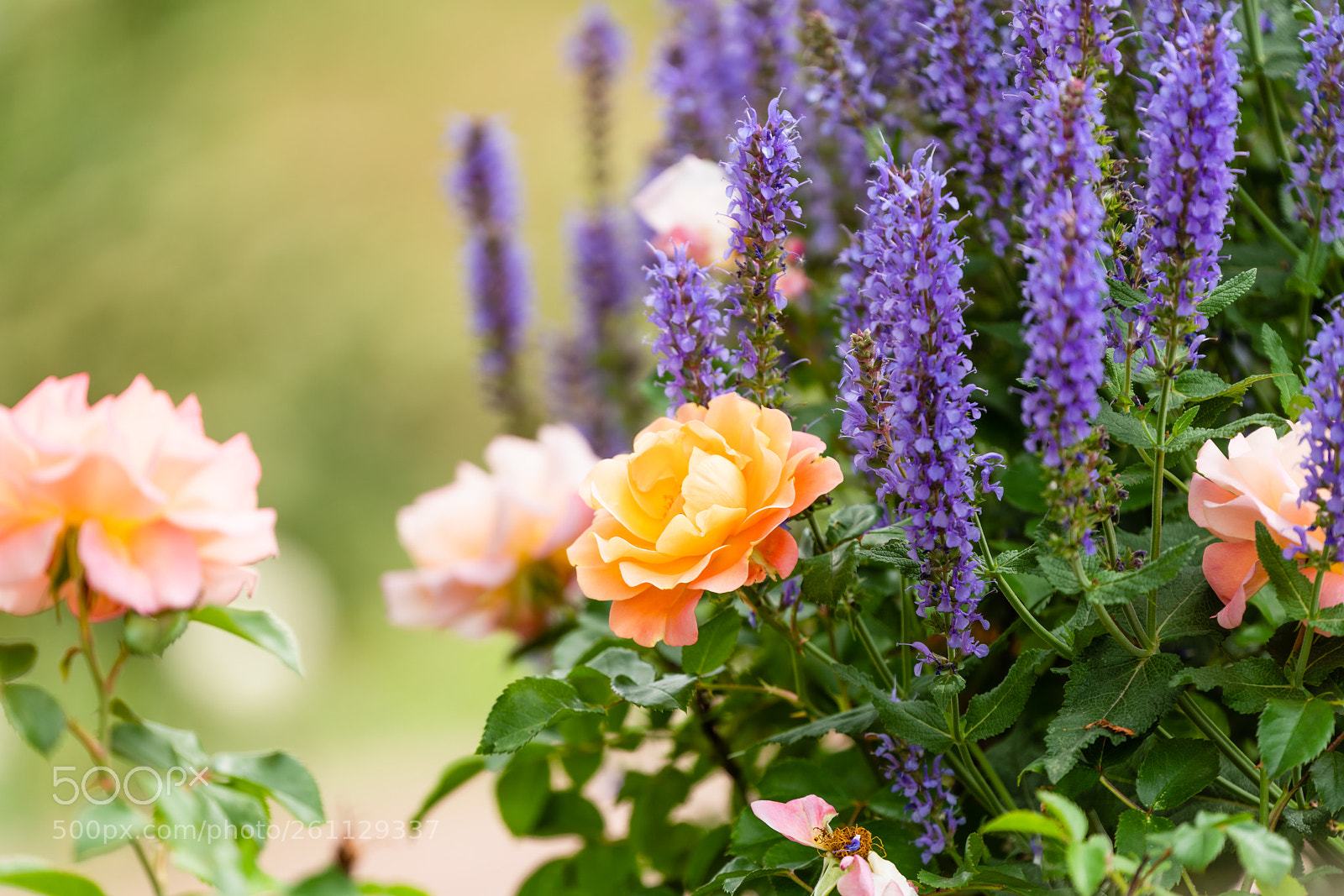 Sony a7R II sample photo. Colormix photography