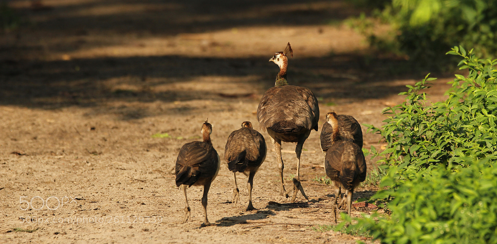 Canon EOS 60D sample photo. Peahen with kids photography