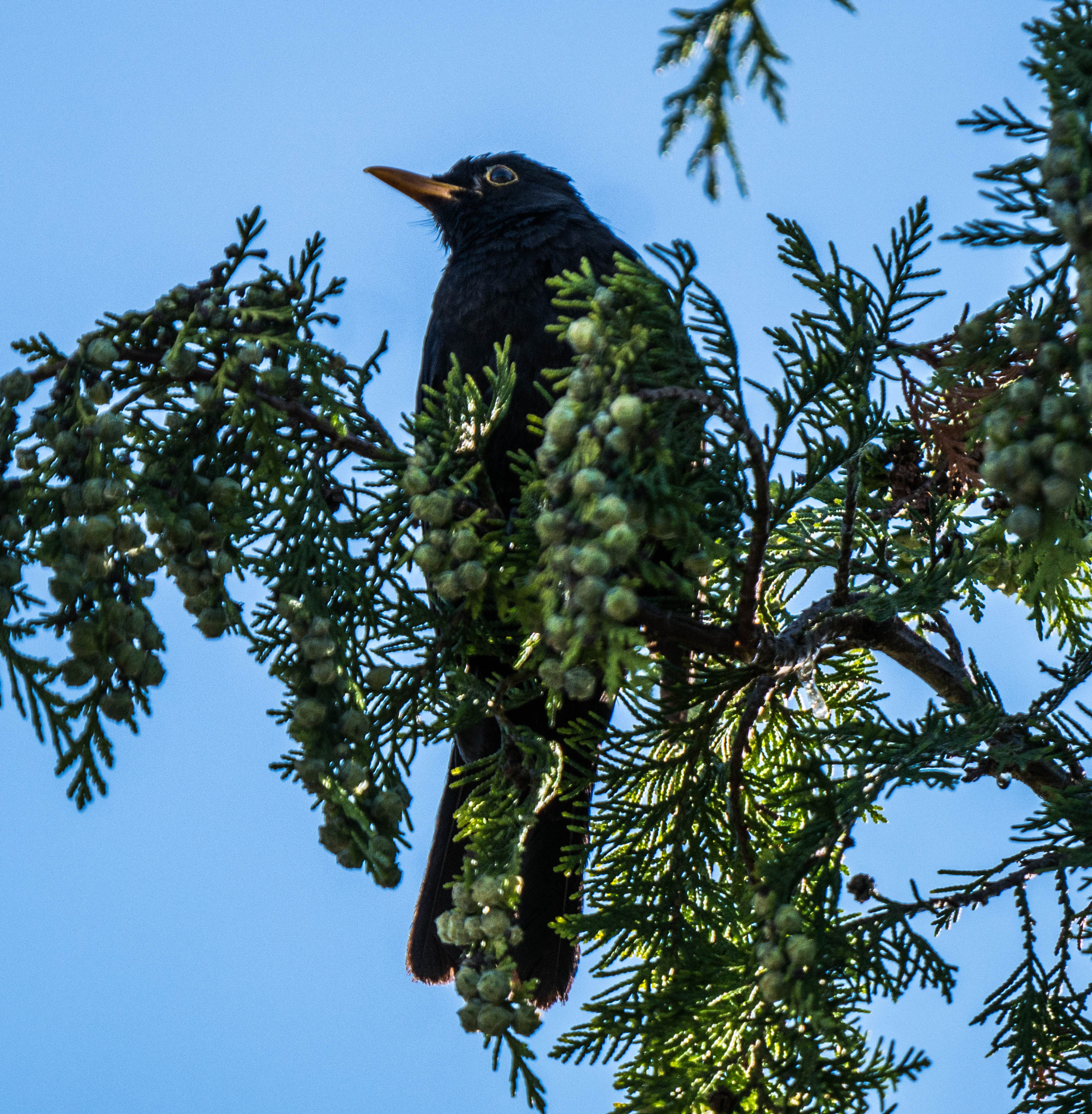 Panasonic DMC-G81 sample photo. Amsel photography