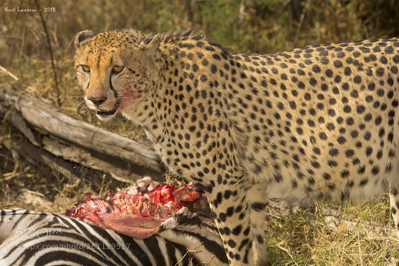 Canon EOS-1D X sample photo. Cheetah and kill photography