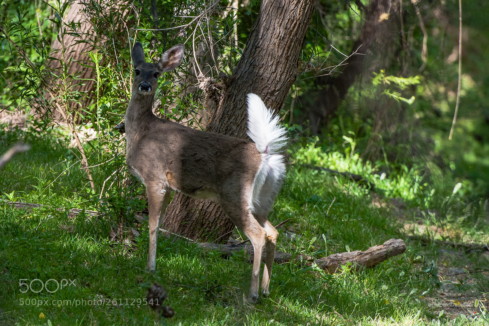 Nikon D810 sample photo. Mbs photography