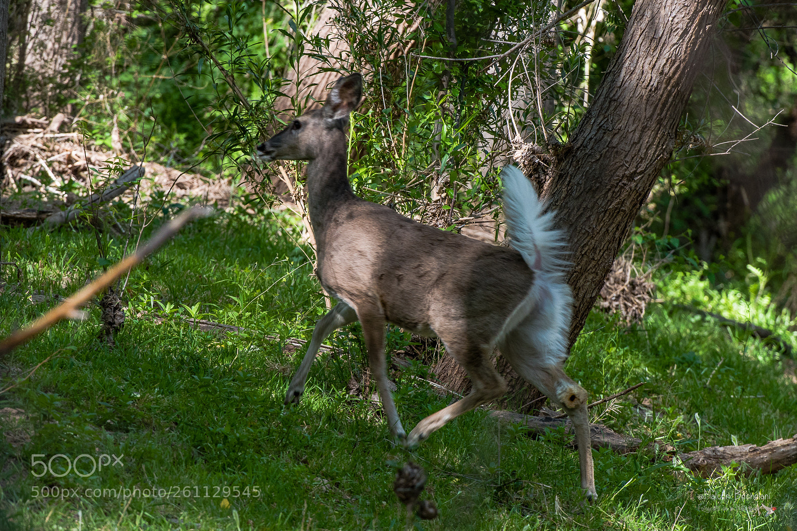 Nikon D810 sample photo. Mbs photography