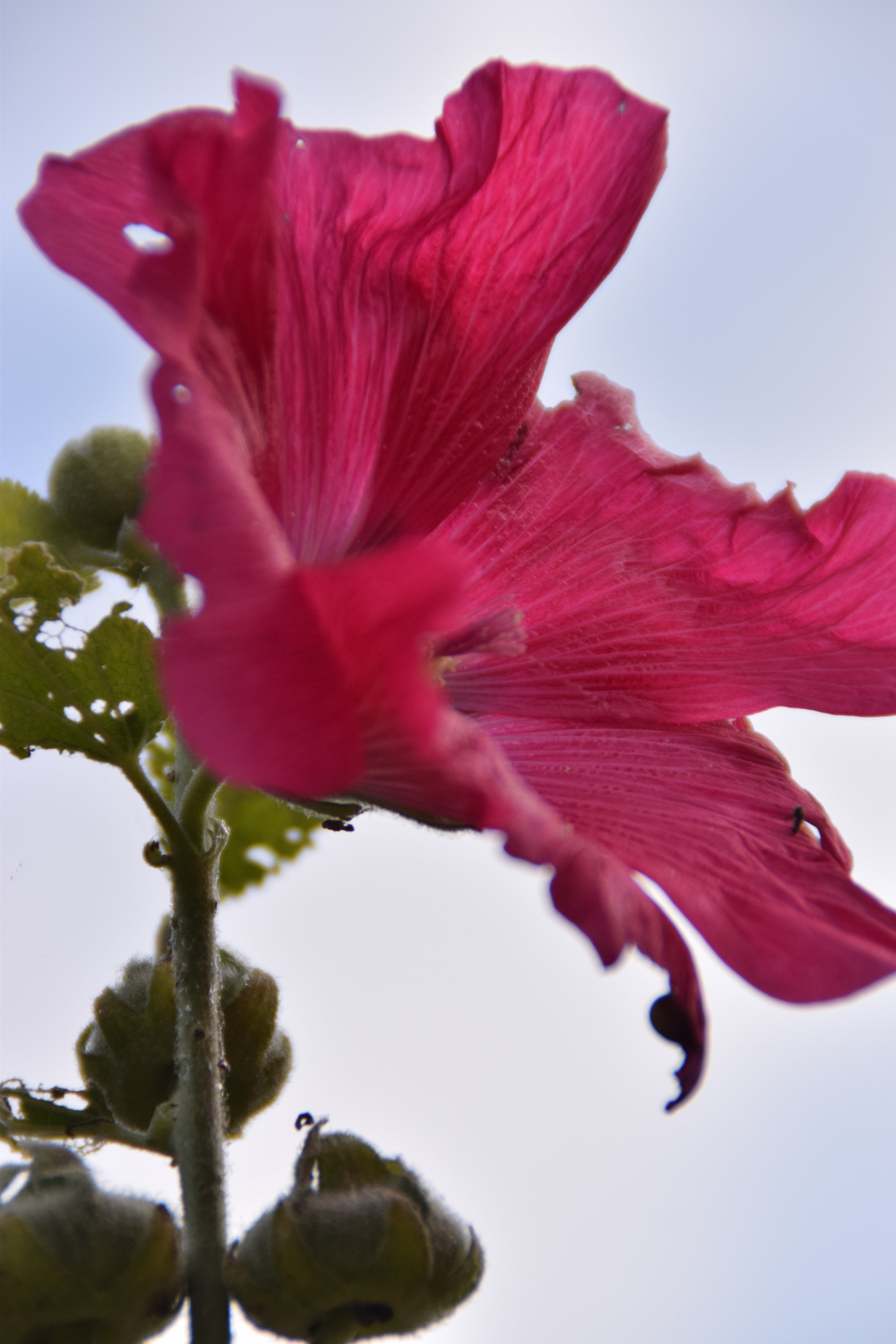 Nikon D5300 sample photo. Dsc photography