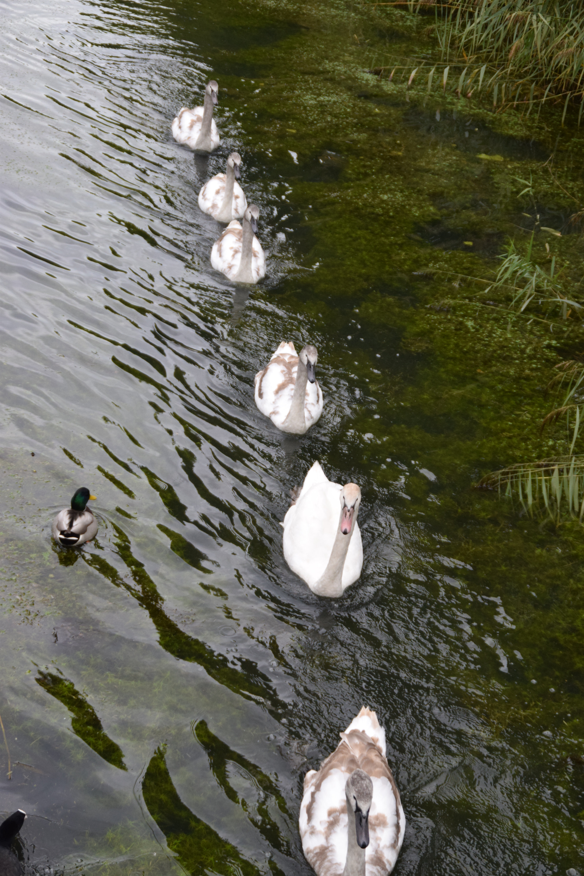 Nikon D5300 sample photo. Swan in line swimming photography