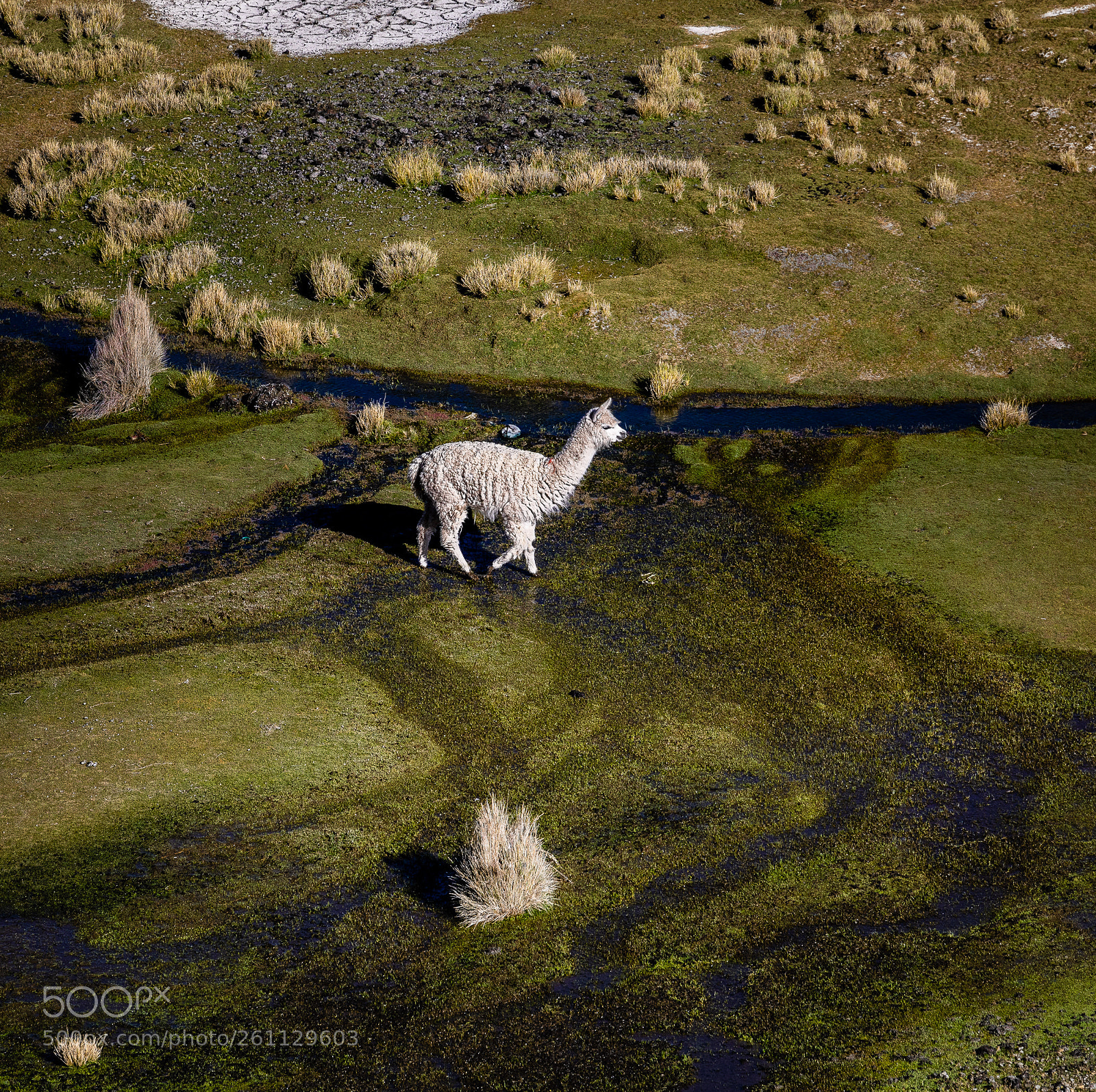 Canon EOS 5D Mark IV sample photo. Bolivia , altiplano sajama - 7172 photography