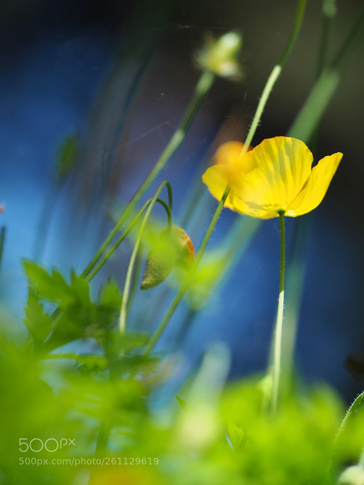 Olympus OM-D E-M10 II sample photo. Summer meadow photography