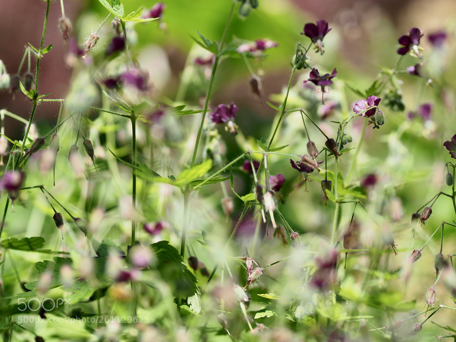 Olympus OM-D E-M10 II sample photo. Dr neil's garden photography