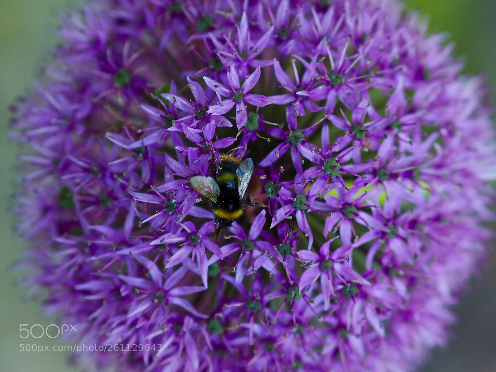 Olympus OM-D E-M10 II sample photo. Dr neil's garden photography